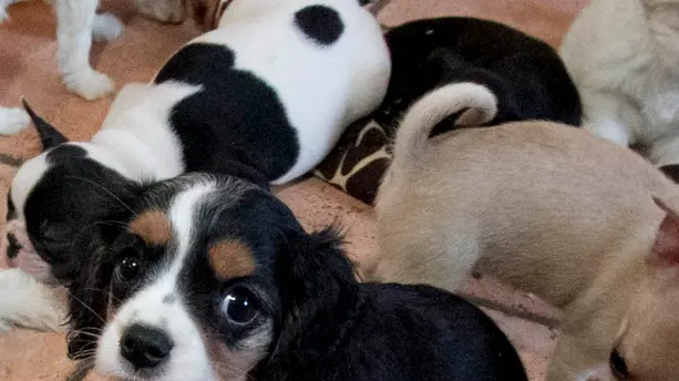 Bonaventura Monfalcone-09.06.2014 Sequestro cuccioli-Terranova-foto di Katia Bonaventura