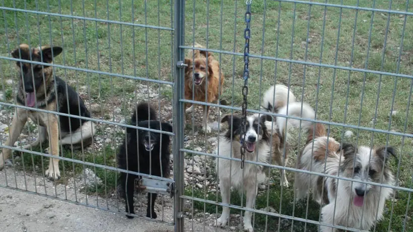 Bumbaca Gorizia Cani al canile