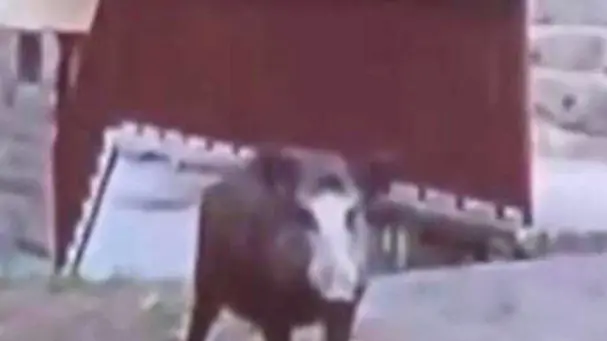 Lasorte Trieste 12/06/15 - Via S.Pasquale, Scuola Collodi, Cinghiale e Bidella, DA VIDEO
