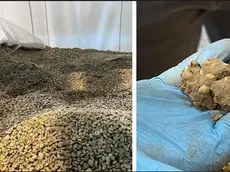 La droga mischiata con i chicchi di caffè. Foto Guardi di Finanza