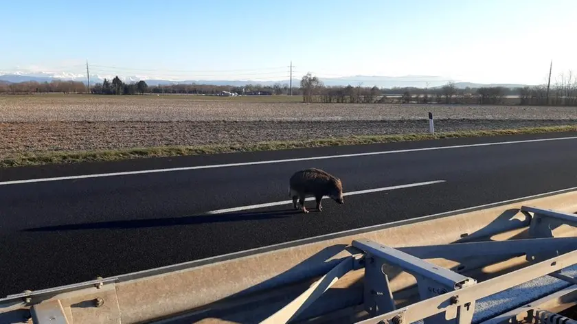 Uno dei cinghiali che hanno bloccato l'autostrada