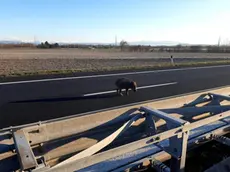 Uno dei cinghiali che hanno bloccato l'autostrada