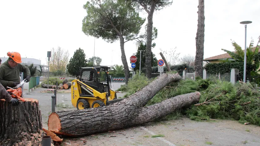 Bonaventura Monfalcone-16.12.2015 Taglio alberi-Via Marziale-Monfalcone-foto di Katia Bonaventura