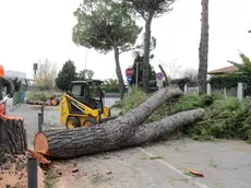 Bonaventura Monfalcone-16.12.2015 Taglio alberi-Via Marziale-Monfalcone-foto di Katia Bonaventura