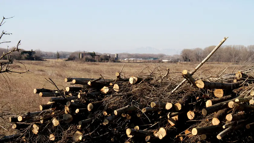 Bonaventura Monfalcone-20.01.2016 Alberi tagliati-Isola della Cona-Staranzano-foto di Katia Bonaventura