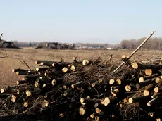 Bonaventura Monfalcone-20.01.2016 Alberi tagliati-Isola della Cona-Staranzano-foto di Katia Bonaventura