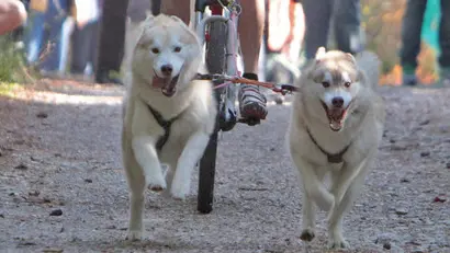 Lasorte Trieste 30/10/11 - Basovizza, Gara Sleddog