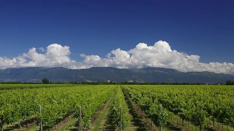 Vigne a perdita d'occhio in una tenuta agricola