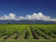 Vigne a perdita d'occhio in una tenuta agricola