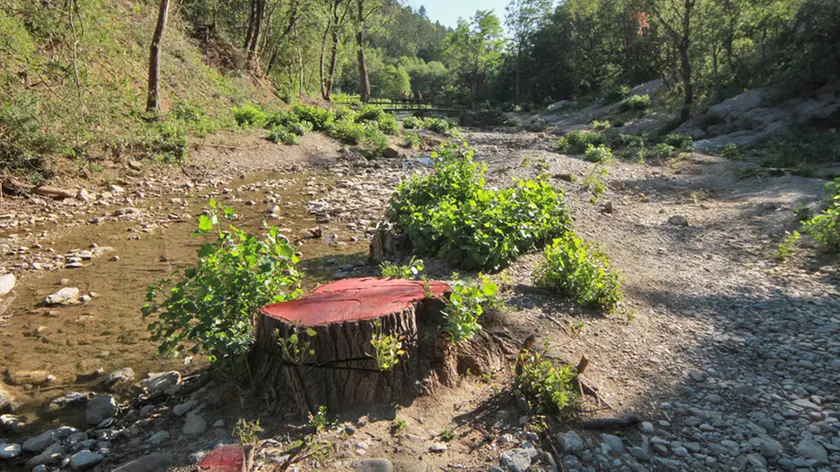 La Val Rosandra dopo lo "sfalcio" del 2012