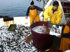 Pescatori nell'Adriatico