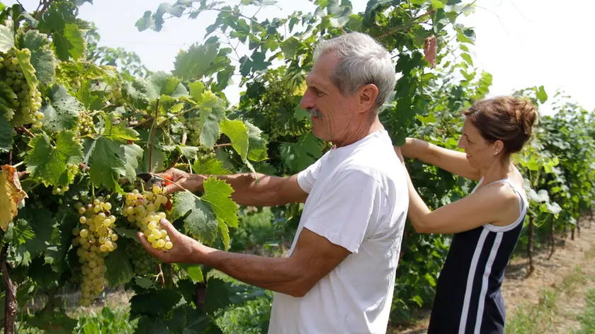 Bonaventura Monfalcone-13.08.2018 Vendemmia-Fossalon-foto di Katia Bonaventura