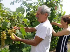 Bonaventura Monfalcone-13.08.2018 Vendemmia-Fossalon-foto di Katia Bonaventura