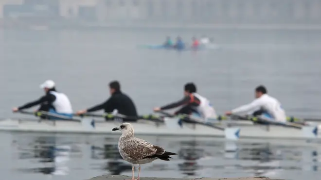 Lasorte Trieste 12/01/14 - Domenica Mattina, Allenamento Canoisti e Canottieri