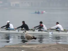 Lasorte Trieste 12/01/14 - Domenica Mattina, Allenamento Canoisti e Canottieri