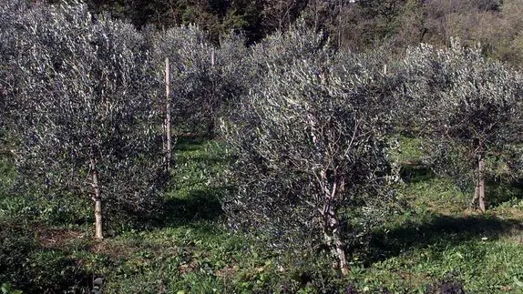 Lasorte Trieste - Caresana Dolina - Ulivi