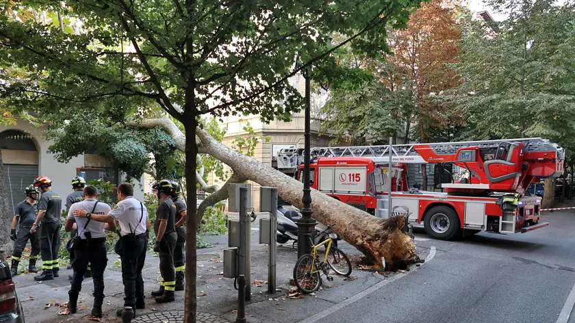 Vigili del fuoco e Polizia locale monitorano la situazione dopo il crollo dell’albero in Viale Foto Lasorte