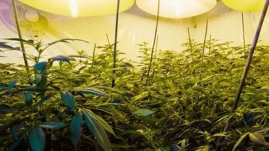 Una Coltivazione di marijuana