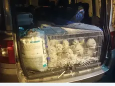 Alcuni cuccioli salvati dalla Guardia di Finanza di Gorizia