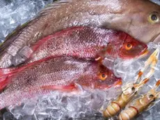 Studio shot of fish on ice --- Image by © Third Eye Images/Corbis