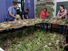 La preparazione dell'omaggio al papa alla Scuola fioristi