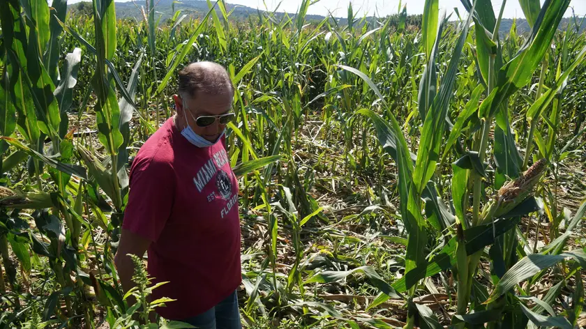 L’agricoltore Pierino Blasig sconsolato in mezzo nei campi di mais nelle località Molamatta e Saletti devastati dai cinghiali