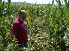 L’agricoltore Pierino Blasig sconsolato in mezzo nei campi di mais nelle località Molamatta e Saletti devastati dai cinghiali