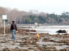 Altran Grado-danni maltempo spiaggia