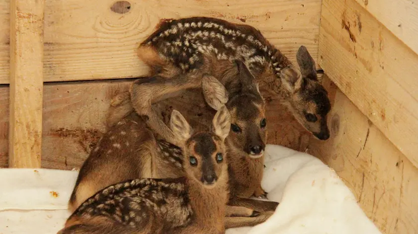 Bonaventura Monfalcone-16.06.2018 Cerbiatti e cincillÃ -Centro avifauna selvatica-Terranova-foto di Katia Bonaventura