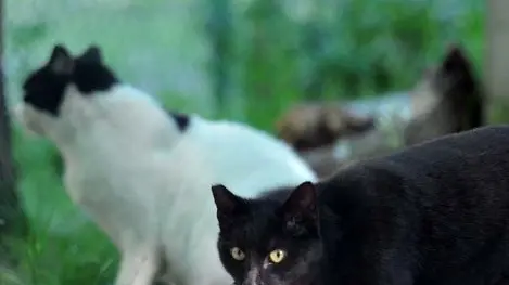 Foto BRUNI TRieste 26 04 10 OSPEDALE MAGGIORE:si catturano i gatti del cortile