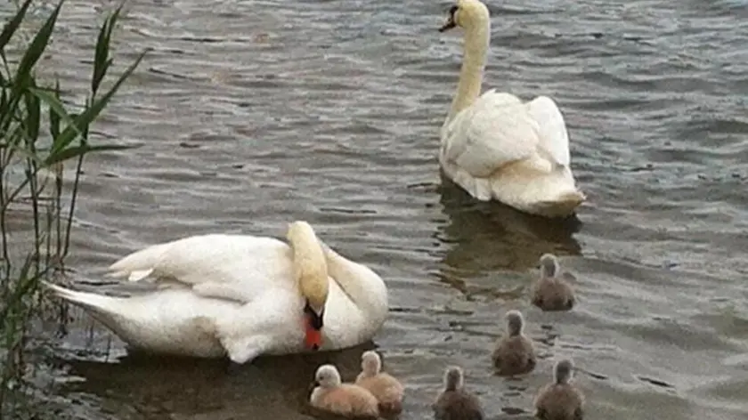 Una famiglia di cigni