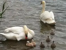 Una famiglia di cigni