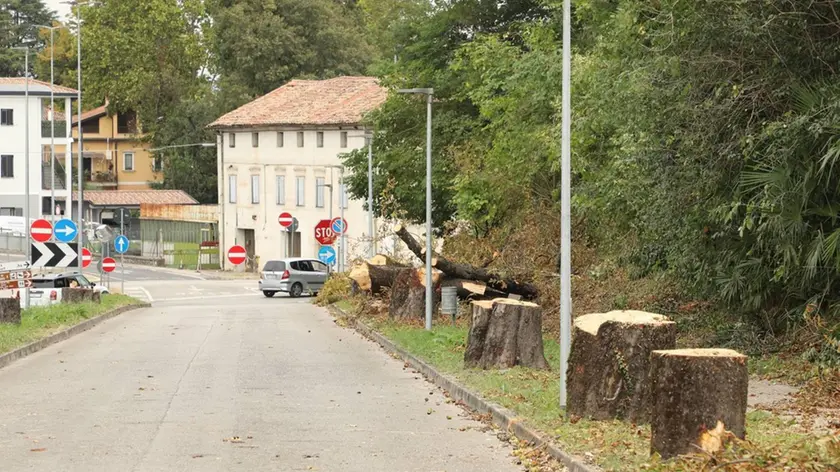 Bumbaca Gorizia 21.09.2020 Stazione Sagrado, alberi tagliati © Foto Pierluigi Bumbaca