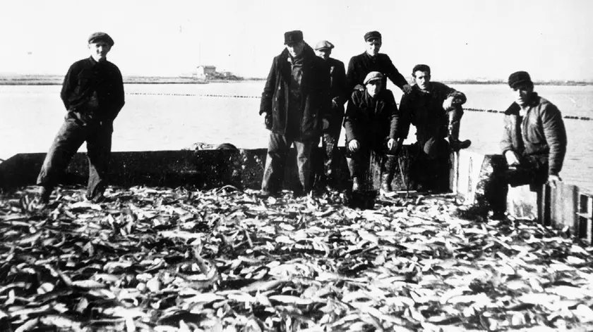 Quintali di cefali catturati con la tratta nel bacino di Panzano