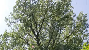 Bonaventura Monfalcone-19.05.2018 Pioppo nero secolare-Tenuta di Blasig-Ronchi dei Legionari-foto di Katia Bonaventura