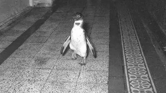 Il pinguino Marco