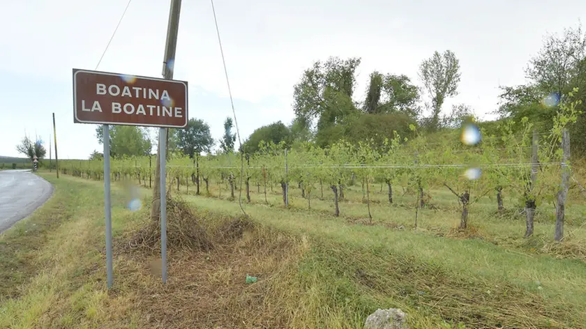 Cormons 14 Luglio 2019. Danni della grandinata di ieri ai vigneti della frazione La Boatina. © Foto Petrussi