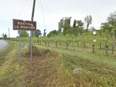 Cormons 14 Luglio 2019. Danni della grandinata di ieri ai vigneti della frazione La Boatina. © Foto Petrussi