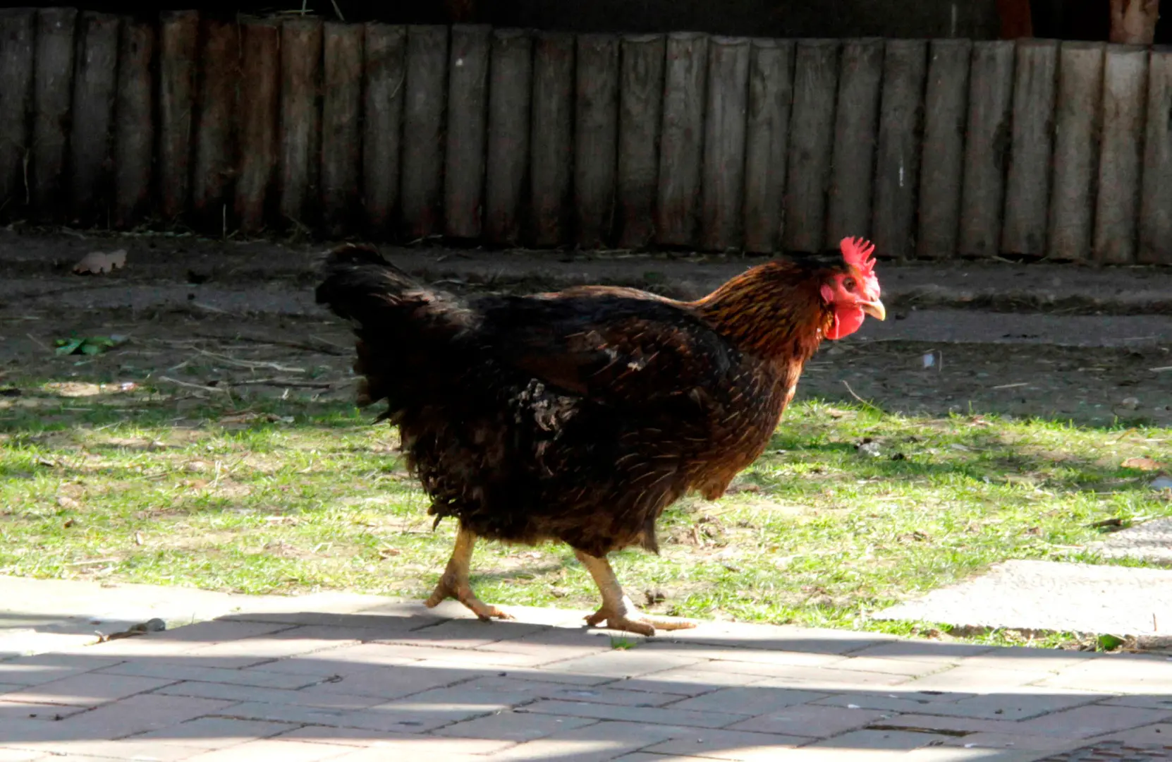 La gallina "Cocca" a caccia di cibo (Foto Bonaventura)