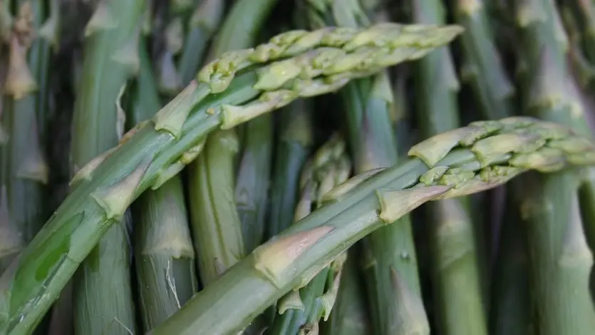 Il Friuli Venezia Giulia ha duecento ettari coltivati ad asparagi