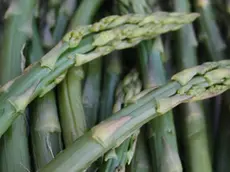 Il Friuli Venezia Giulia ha duecento ettari coltivati ad asparagi