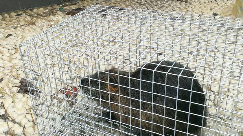 La grossa nutria in gabbia