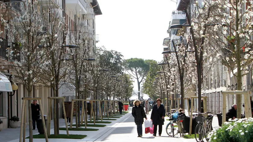Bonaventura Monfalcone-08.04.2013 Viale-Nuove Magnolie e vecchie magnolie-Grado-foto di Katia Bonaventura