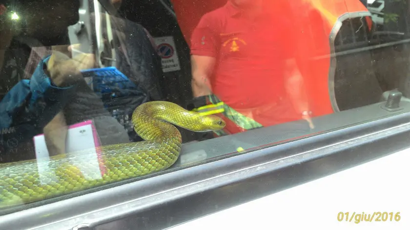 Il serpente catturato a San Luigi nella foto scattata da una mamma