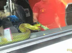 Il serpente catturato a San Luigi nella foto scattata da una mamma