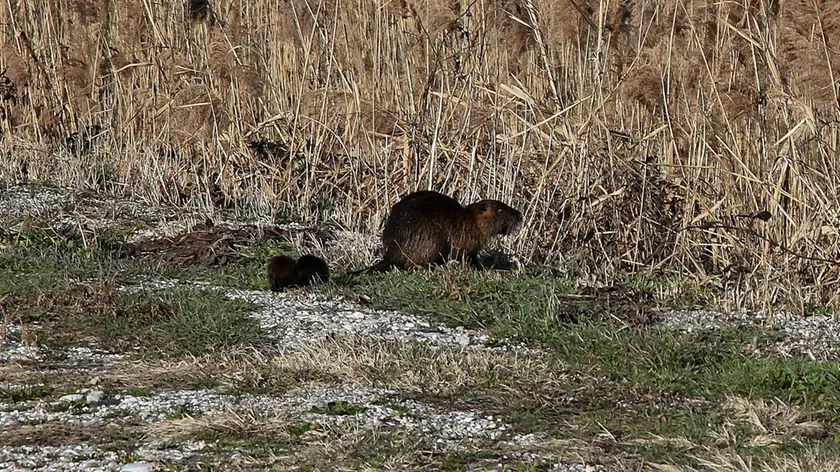 Una nutria con il suo piccolo nei campi di Fossalon nello scatto di Lorenzo Boemo