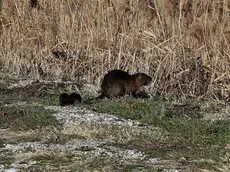 Una nutria con il suo piccolo nei campi di Fossalon nello scatto di Lorenzo Boemo