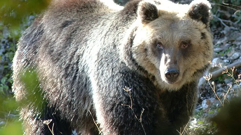 Un orso bruno in un'immagine d'arhivio. Proseguono per ora senza esito le ricerche dell'orsa Daniza che a Ferragosto aveva aggredito un cercatore di funghi nei boschi di Pinzolo in Trentino. L'animale, di 18 anni, è munito di un collare che lancia segnali radio ed i responsabili del Corpo forestale stanno cercando di localizzarlo con il radiogoniometro. L'operazione è resa difficile dal fatto che un orso - dicono i tecnici - può compiere spostamenti fino a 50 chilometri al giorno. Gli uomini impegnati nel tentativo di cattura hanno anche predisposto delle trappole nell'area interessata dalla presenza del plantigrado. ANSA