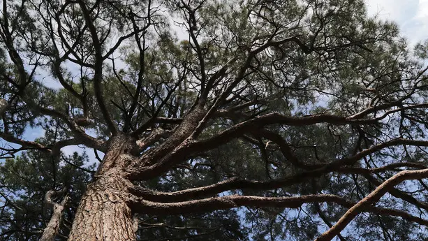 Lasorte Trieste 22/05/18 - Parco di Villa Revoltella, Albero Monumentale, Pino d'Aleppo