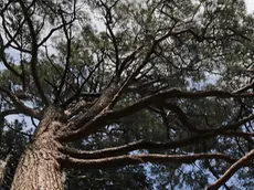 Lasorte Trieste 22/05/18 - Parco di Villa Revoltella, Albero Monumentale, Pino d'Aleppo